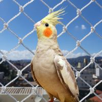 tela de proteção para calopsita